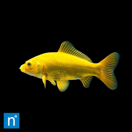 A bright yellow goldfish swimming horizontally against a solid black background, with a small blue 'n*' logo in the bottom-left corner.