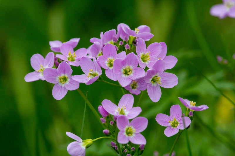 Cardamine pratensis 'Flore pleno' / P9