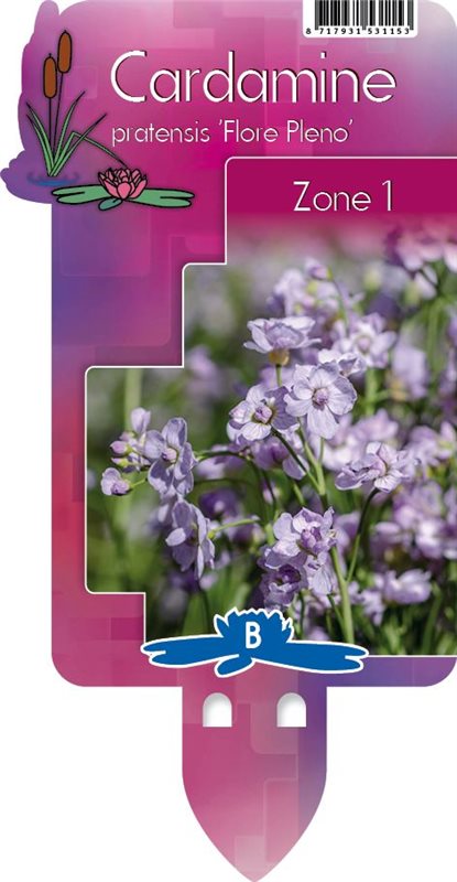 Cardamine pratensis 'Flore pleno' / P9