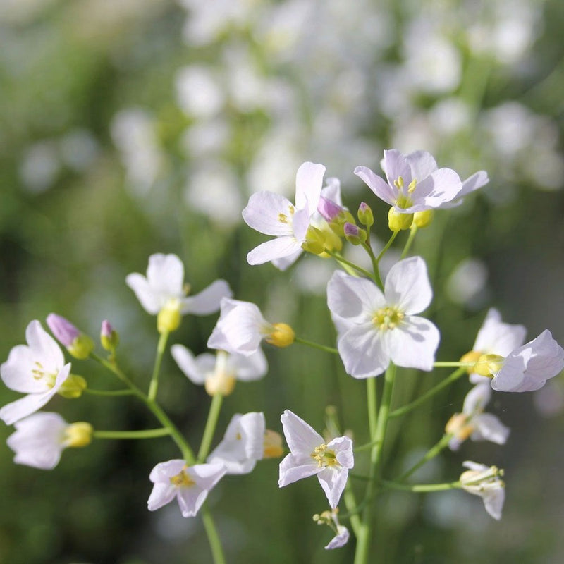 Cardamine pratensis 'Flore pleno' / P9