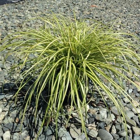 Japanese Sedge 'Everoro' | Carex oshimensis 'Everoro' (3 Litre)