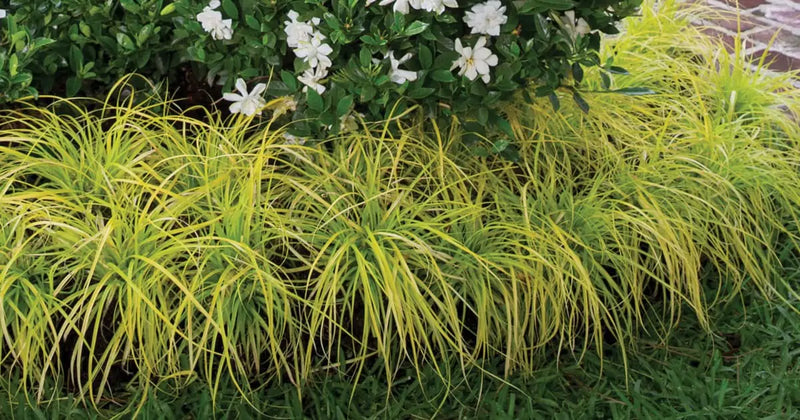 Japanese Sedge 'Everoro' | Carex oshimensis 'Everoro' (3 Litre)
