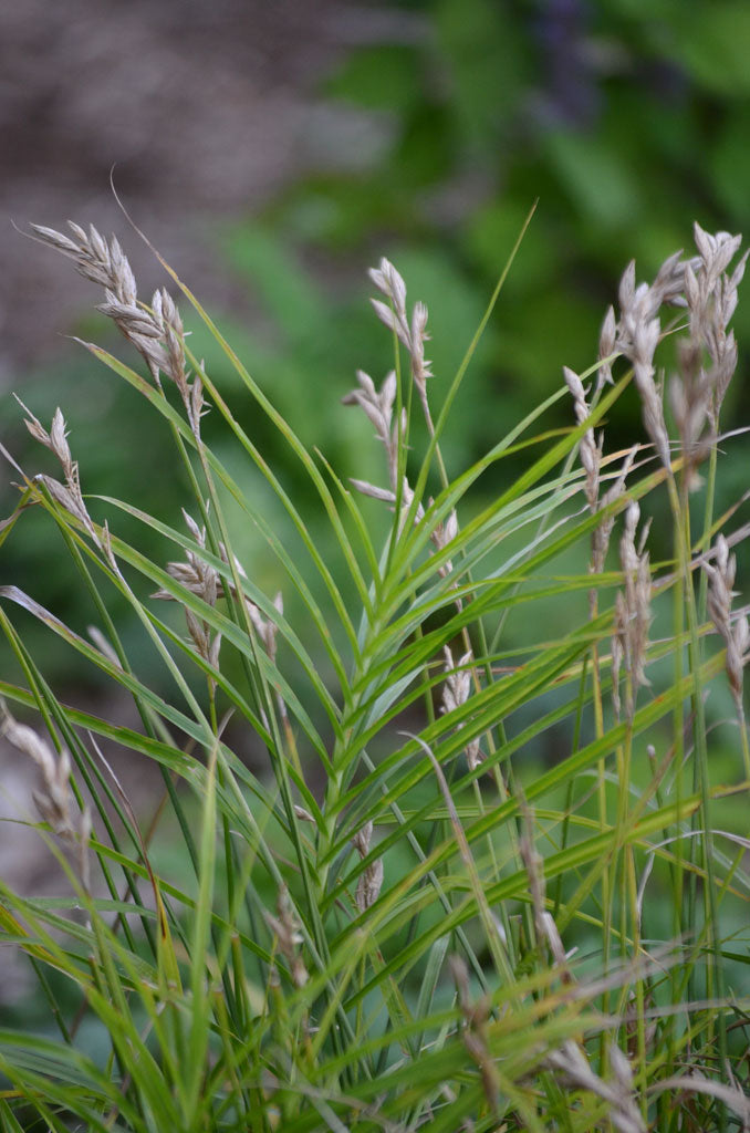 Carex muskingumensis P9