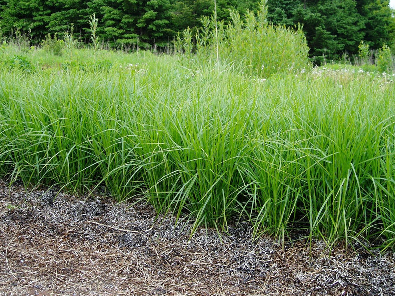Carex muskingumensis P9