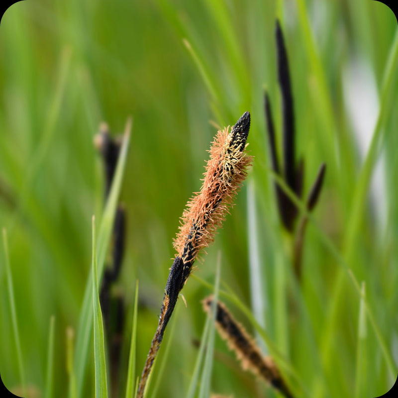 Carex nigra | Black Sage P9
