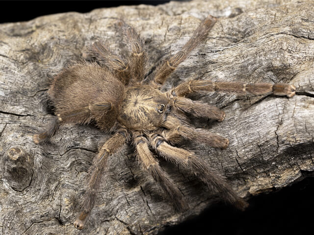 Puerto Rican Pinktoe |Caribena (ex. Avicularia) laeta s