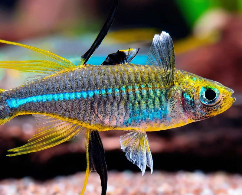 Caridina Celebes beauty Fish