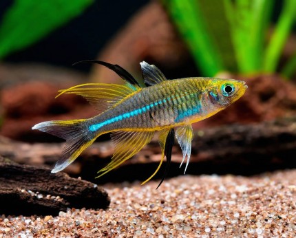 Caridina Celebes beauty Fish