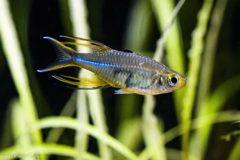 Caridina Celebes beauty Fish