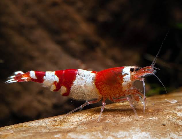 Caridina Crystal Red Fish