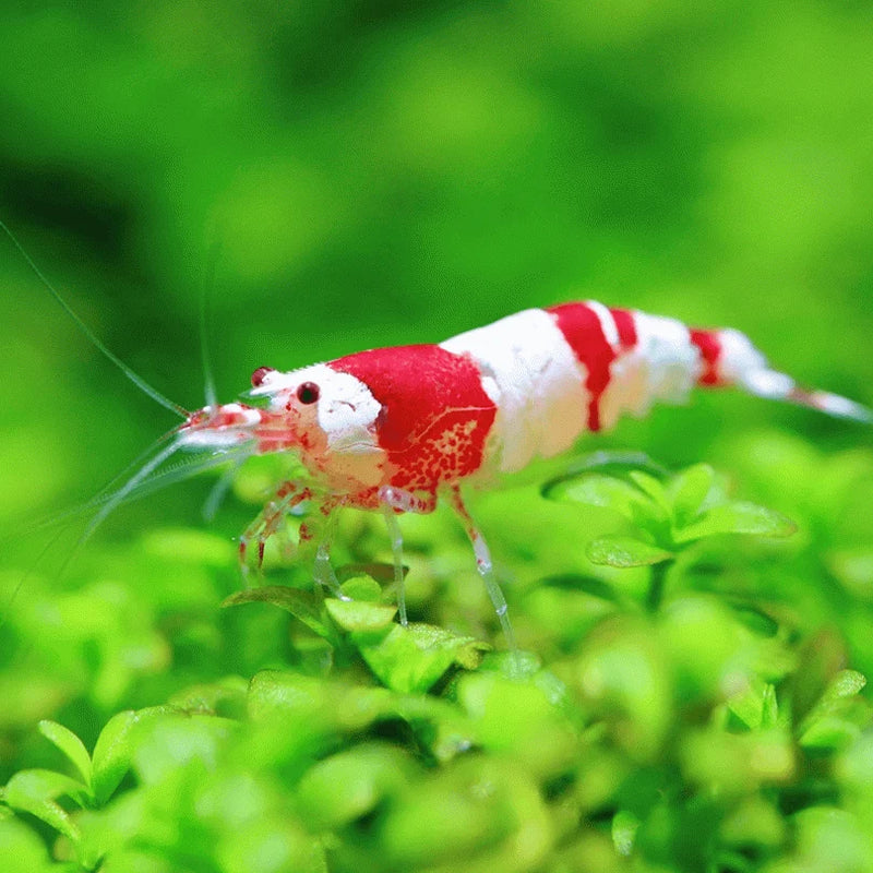 Caridina Crystal Red Fish
