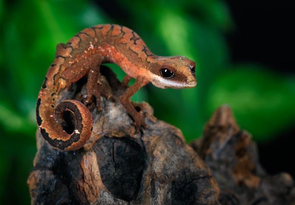 Cat Gecko PAIR