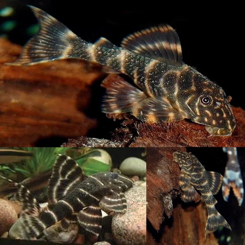 Clown Pleco | Plecostomus Clown L104 (ML)