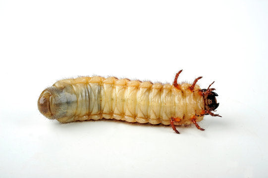 Caucasus Beetle Larva (Chalcosoma Caucasus) Larve