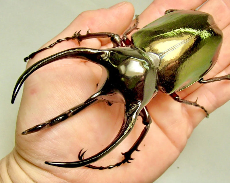 Caucasus Beetle Larva (Chalcosoma Caucasus) Larve