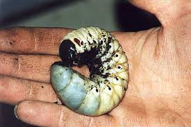 Caucasus Beetle Larva (Chalcosoma Caucasus) Larve
