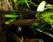 Celebes halfbeak (Nomorhamphus liemi), photograph by Vassil, CC0, Wikimedia Commons.
