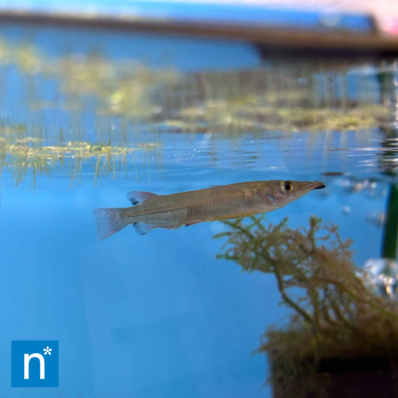Celebes Halfbeak | Nomorhamphus liemi