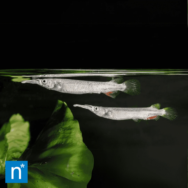 Celebes Halfbeak | Nomorhamphus liemi