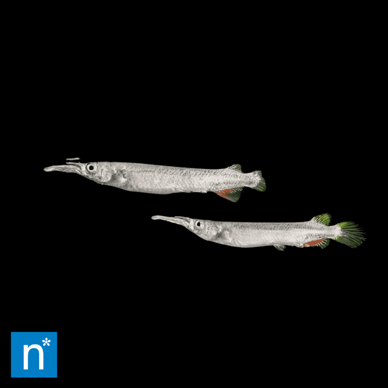 Celebes Halfbeak | Nomorhamphus liemi