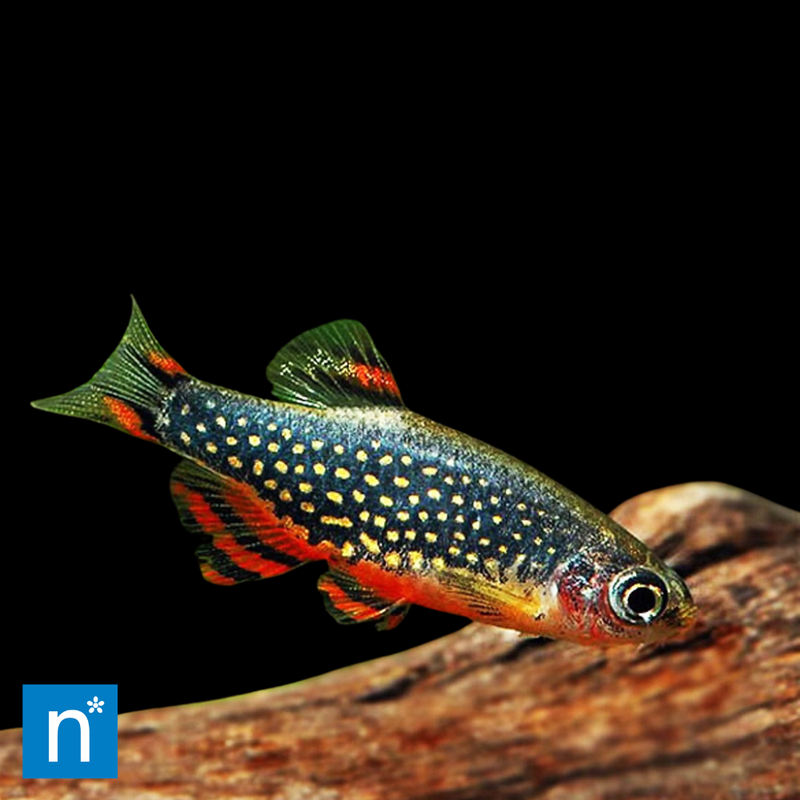 Celestial Pearl Danio | Danio margaritatus