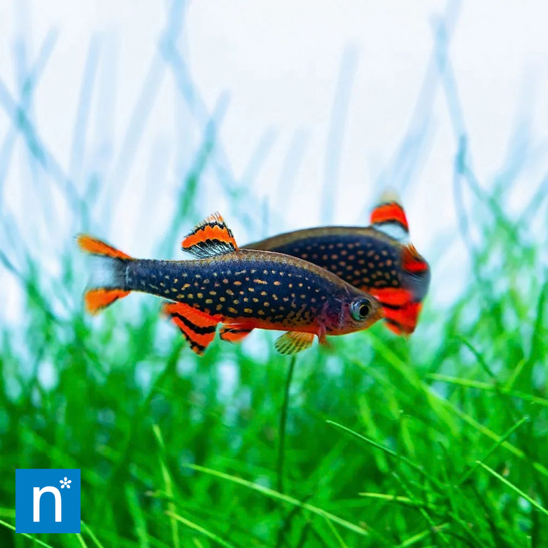 Celestial Pearl Danio | Danio margaritatus