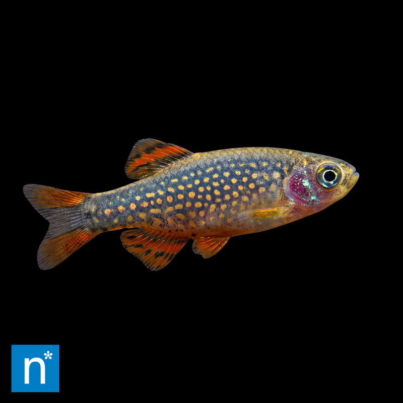 Celestial Pearl Danio | Danio margaritatus
