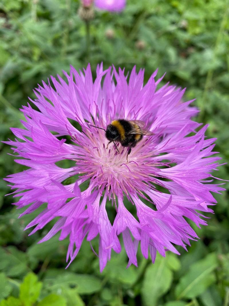 Centaurea h. 'John Coutts'