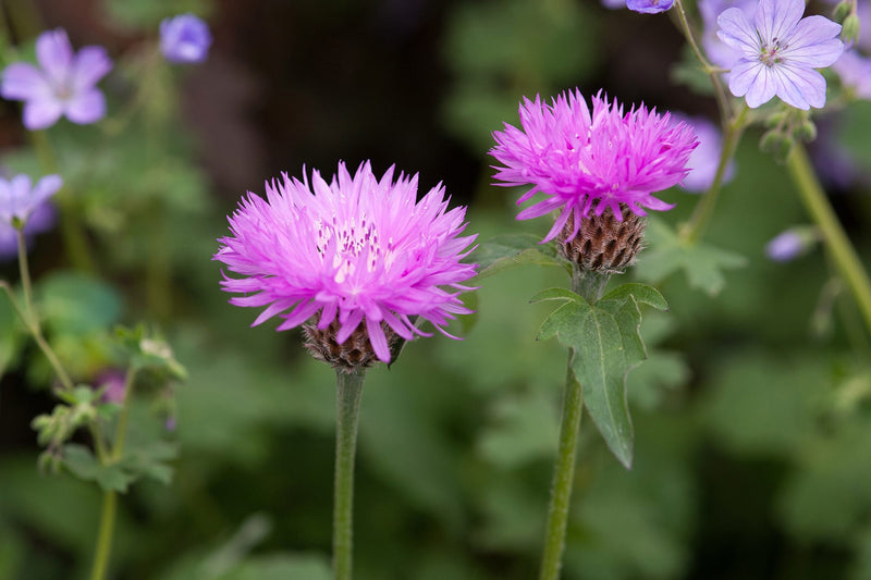 Centaurea h. 'John Coutts'