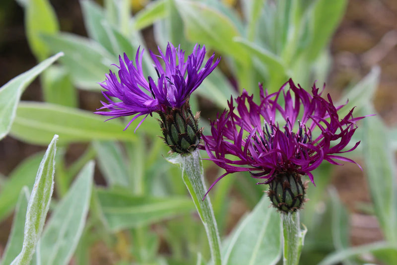 Centaurea montana 'Amethyst Dream'