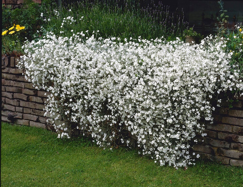 Cerastium tomentosum 9cm