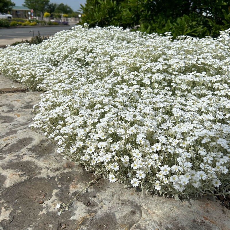 Cerastium tomentosum 9cm