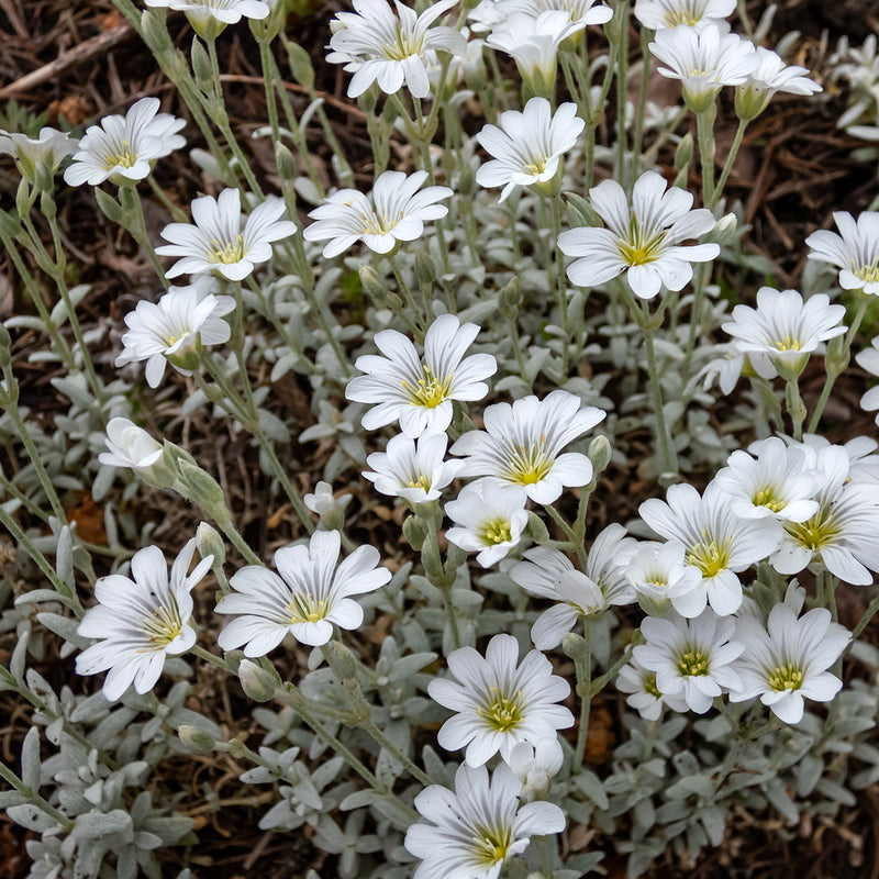 Cerastium tomentosum 9cm