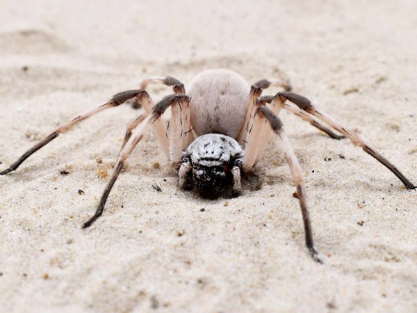 White Huntsman | Cerbalus Negebensis