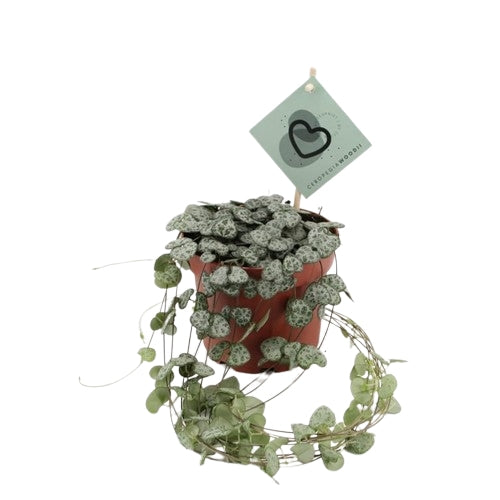 Ceropegia woodii / P12