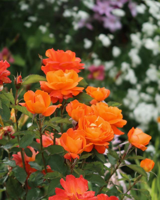 Super Trouper Floribunda Rose 3.5 Litre