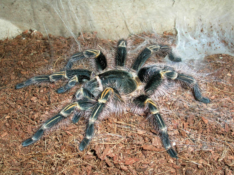 Chaco Golden Knee Tarantula (Grammostola pulchripes) Med