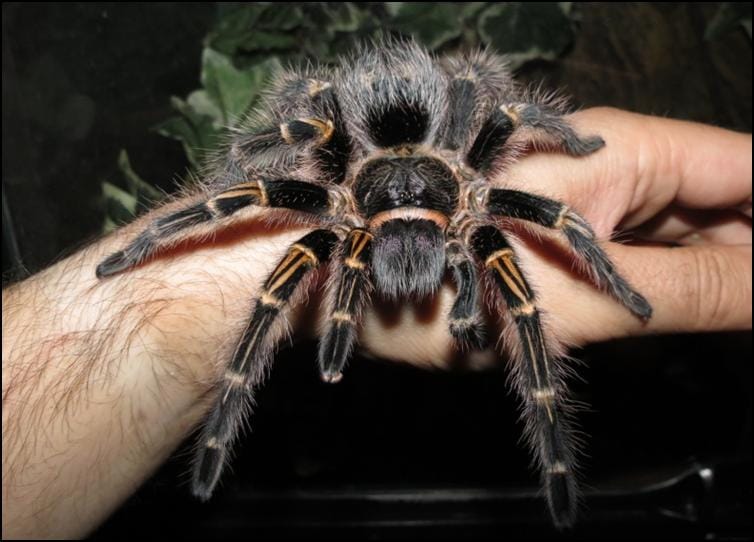 Chaco Golden Knee Tarantula (Grammostola pulchripes) Small