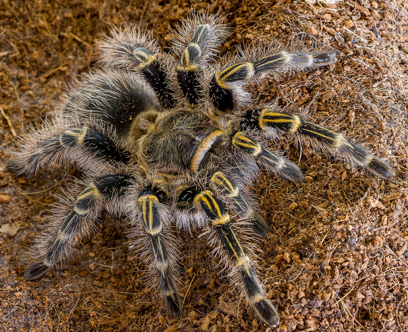 Chaco Golden Knee Tarantula (Grammostola pulchripes) Small