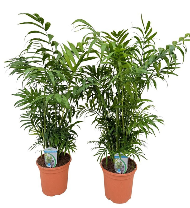 Chamaedorea elegans / P18