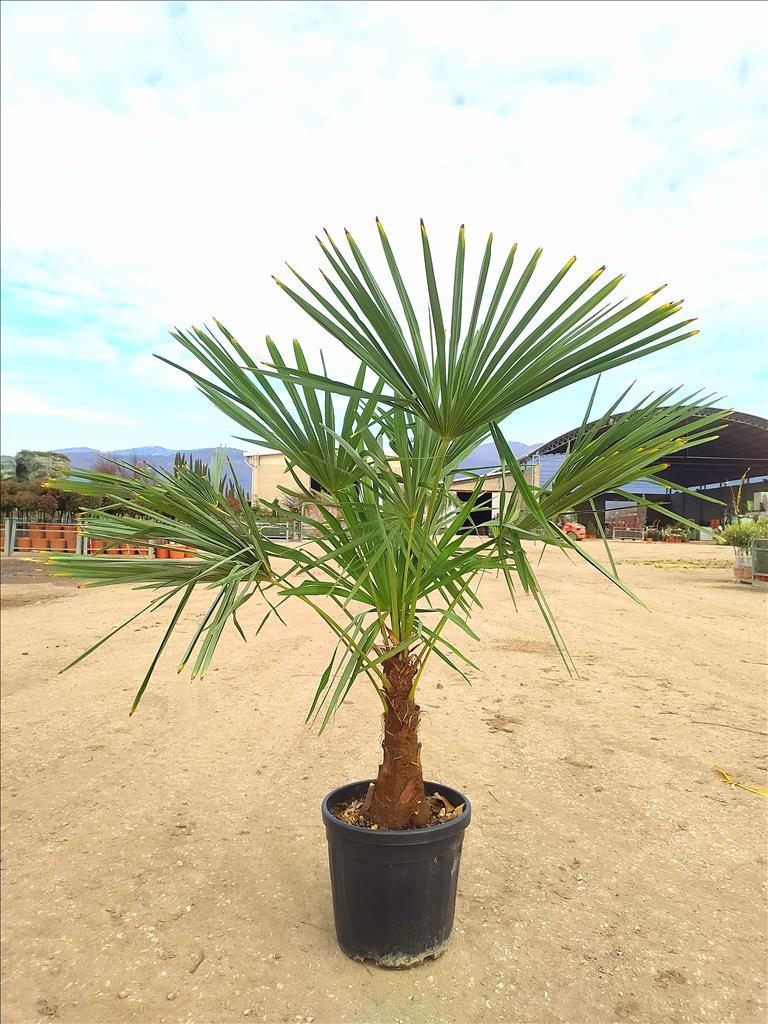 Chamaerops Excelsa - Trachycarpus Fortunei 25-35cm Stem 25 Litre