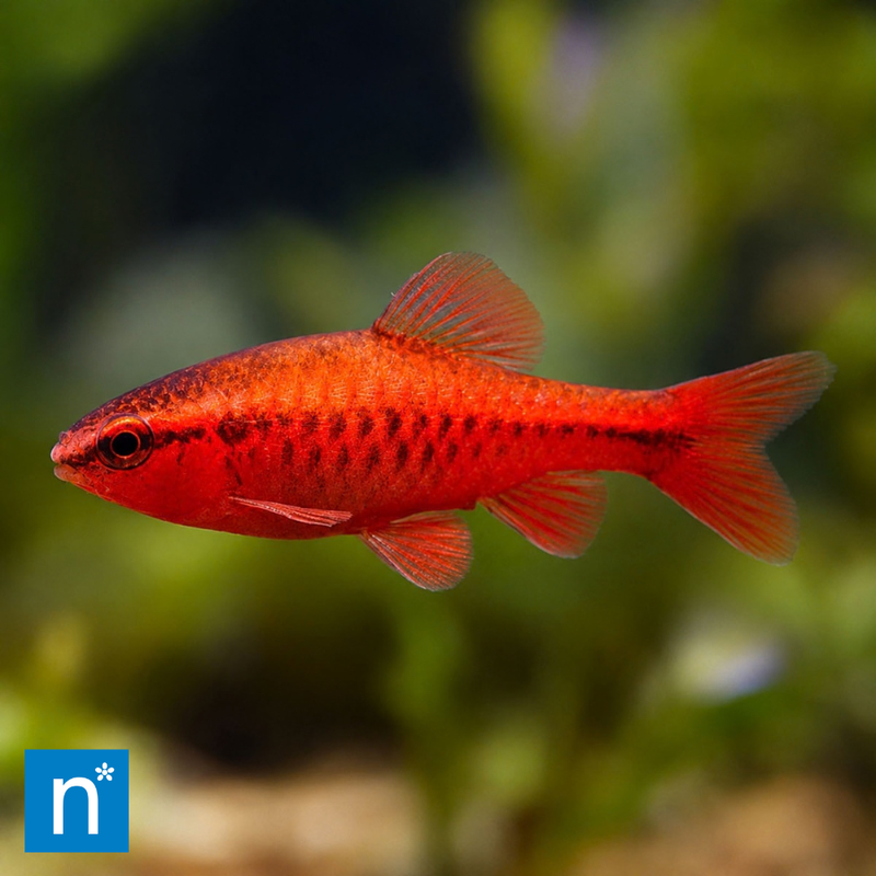 Cherry Barb | Puntius titteya