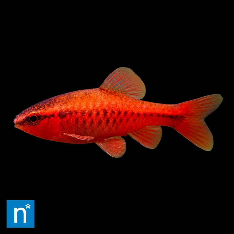 Cherry Barb | Puntius titteya