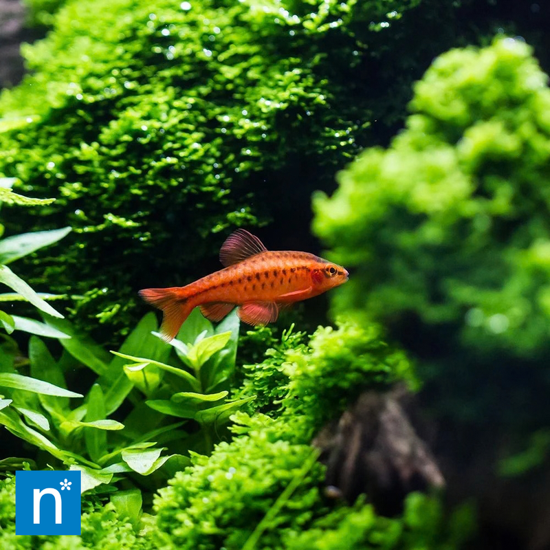 Cherry Barb | Puntius titteya