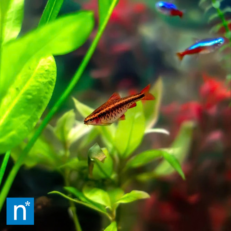 Cherry Barb | Puntius titteya