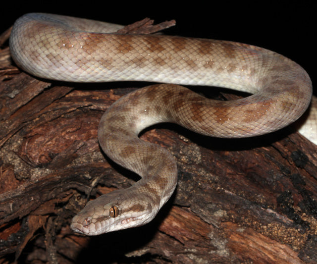 Children's Python — Newlands Garden Centre