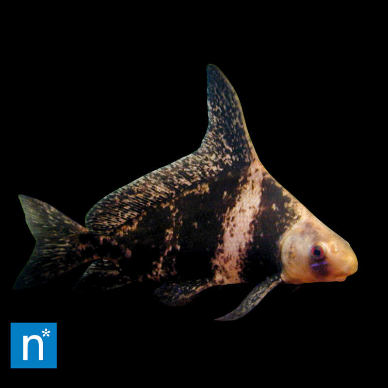 Chinese High-Fin Banded Shark | Myxocyprinus asiaticus