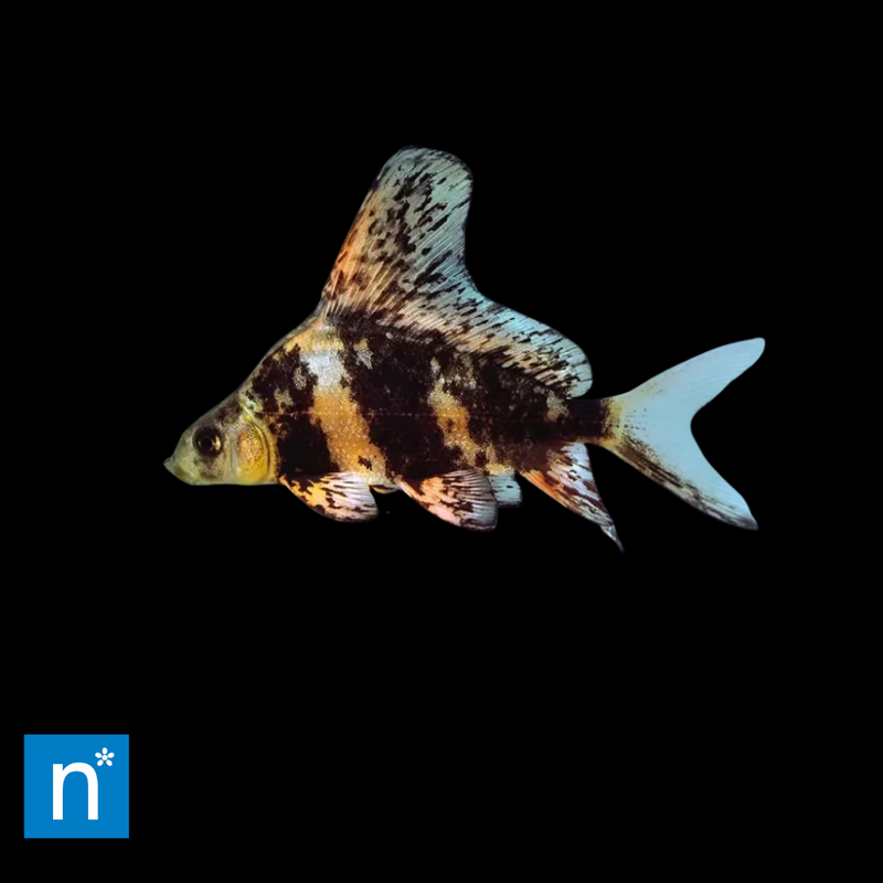 Chinese High-Fin Banded Shark | Myxocyprinus asiaticus