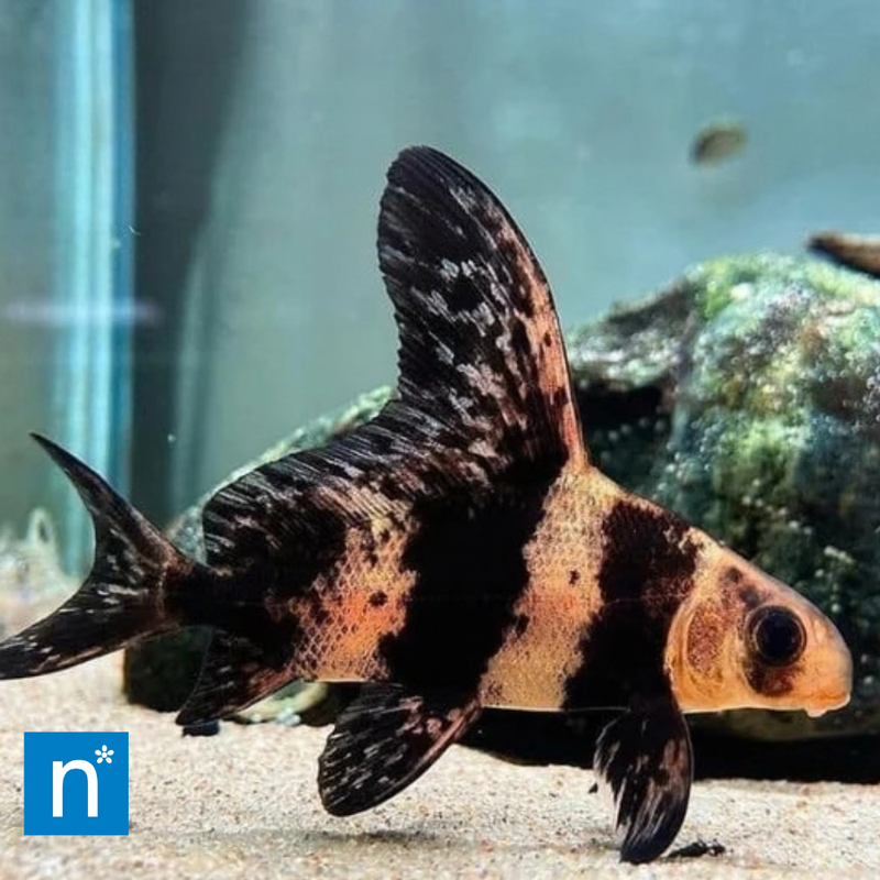Chinese High-Fin Banded Shark | Myxocyprinus asiaticus