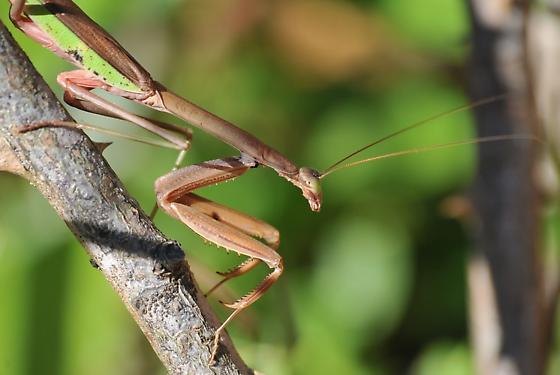 Chinese Mantis | Tenodera sinensis